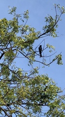 Dicrurus macrocercus