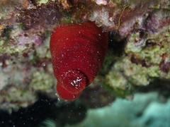 Halocynthia papillosa