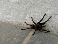 Harpactira