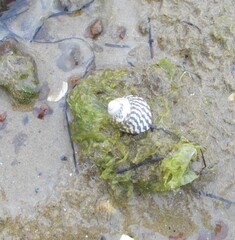 Austrocochlea porcata