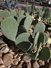 Opuntia cacanapa