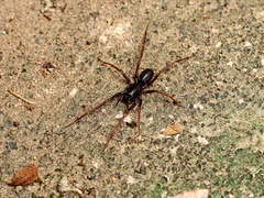 Oedignatha