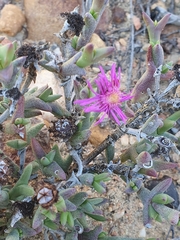 Smicrostigma viride