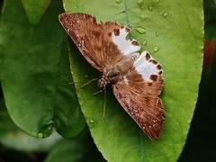 Tagiades ultra