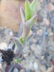Smicrostigma viride