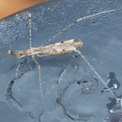 Empicoris vagabundus