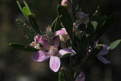 Eriostemon australasius