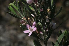 Eriostemon australasius