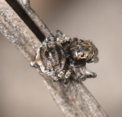 Maratus mungaich