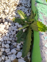 Cirsium arvense integrifolium