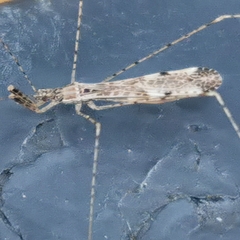 Empicoris vagabundus