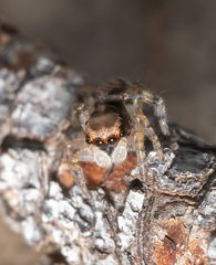 Maratus