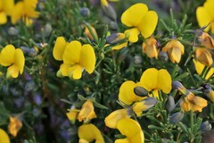 Gompholobium virgatum