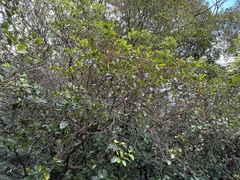 Pterophylla racemosa