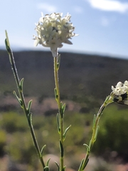 Phyllopodium elegans