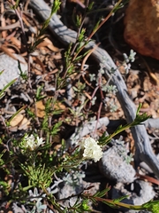 Phyllopodium elegans