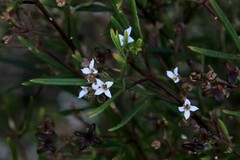 Zieria laxiflora