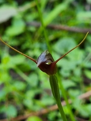 Pterostylis erecta