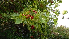 Crataegus monogyna
