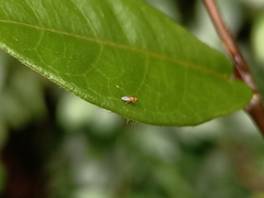 Chyromyidae