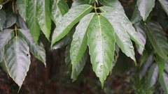 Leea philippinensis