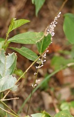 Liriope spicata