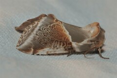 Habrosyne pyritoides
