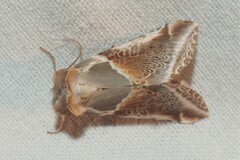 Habrosyne pyritoides