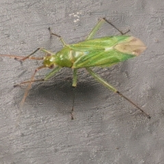 Blepharidopterus angulatus