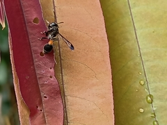 Ropalidia sumatrae