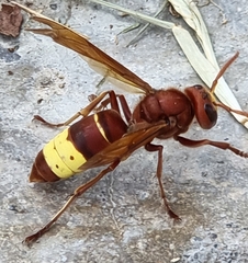 Vespa orientalis
