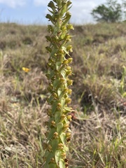 Satyrium parviflorum
