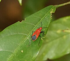 Dindymus sanguineus