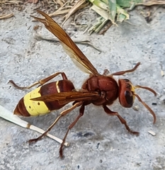 Vespa orientalis