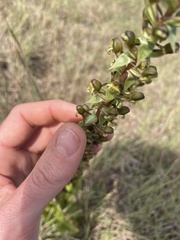 Satyrium parviflorum