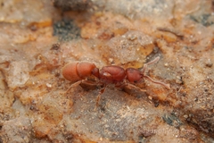 Proceratium itoi