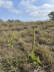 Satyrium parviflorum