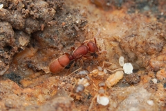 Proceratium itoi