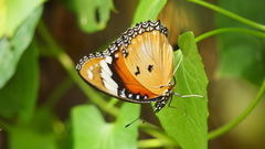 Hypolimnas misippus