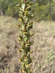 Satyrium parviflorum