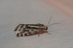 Acontia trabealis
