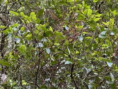 Pterophylla racemosa