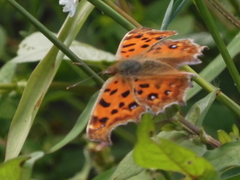 Polygonia c-aureum