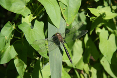 Somatochlora meridionalis