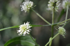 Verbesina walteri