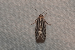 Acontia trabealis