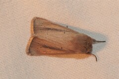 Sesamia nonagrioides