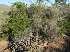 Hermbstaedtia glauca