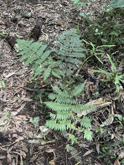 Cyathea smithii