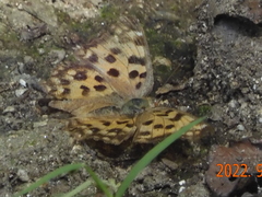 Polygonia c-aureum